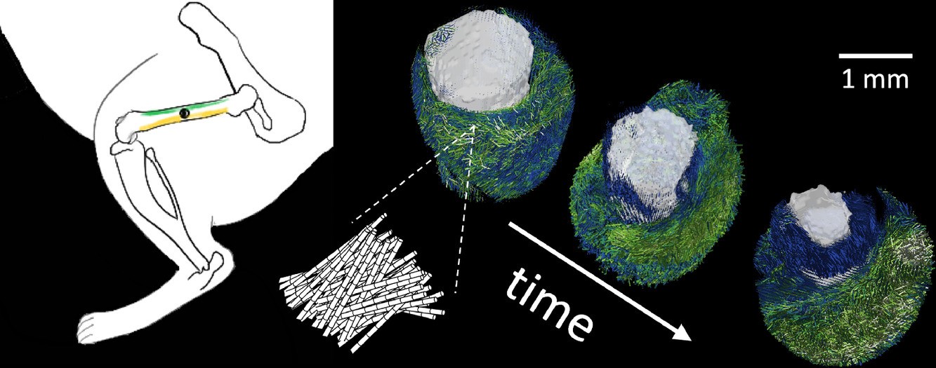 Enlarged view: Small-angle X-ray scattering tensor tomography (SASTT) reconstructions revealing bone-nanostructure reorientation around a slowly degrading Mg implant.